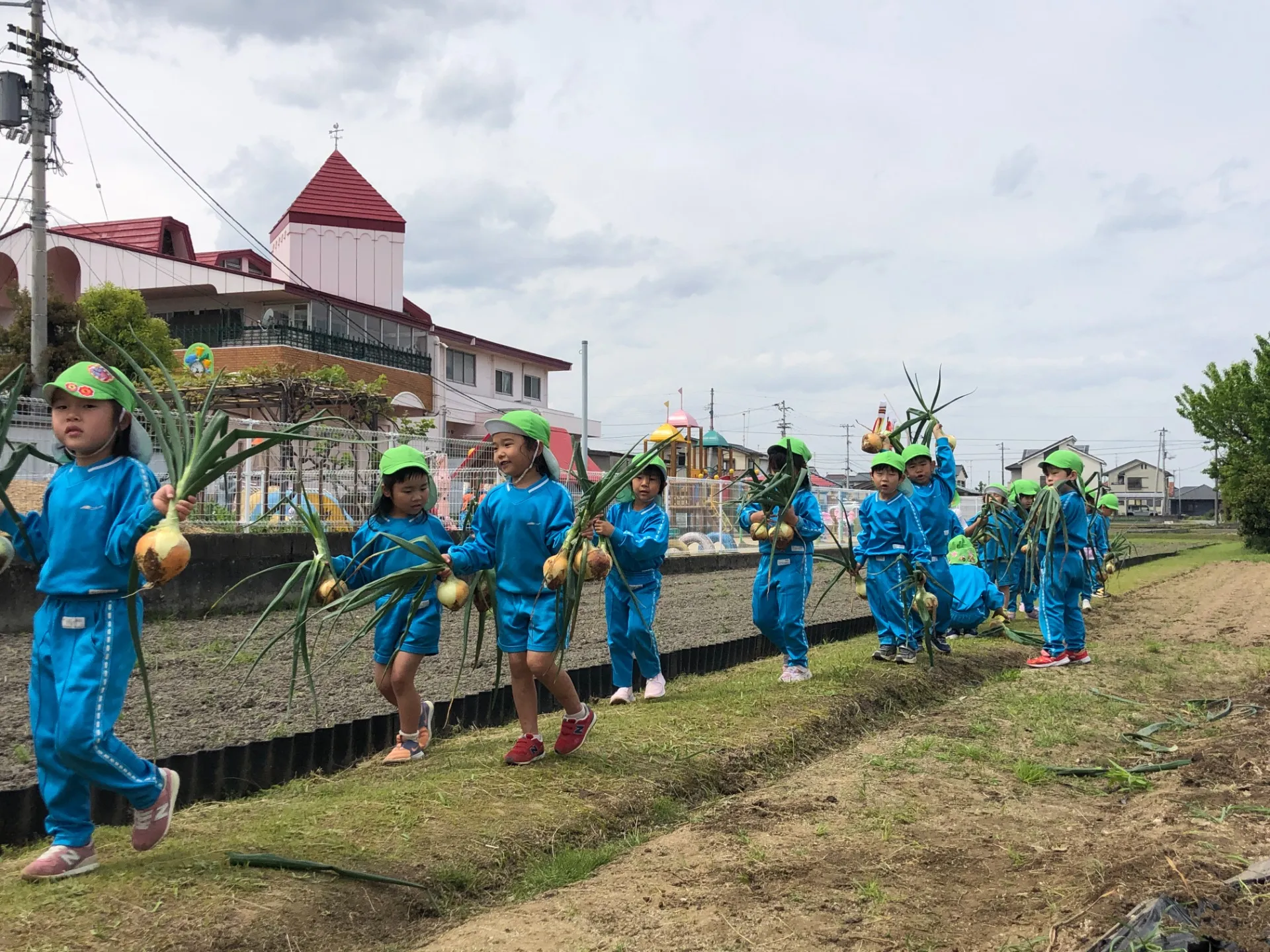 玉ねぎ、スナップエンドウの収穫(幼児組、4月17日)